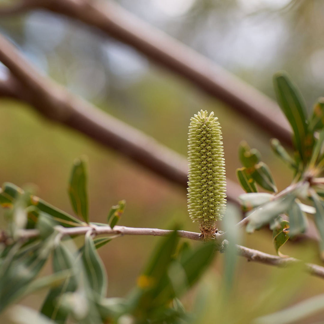 Close-up of a banksia flower cone on a branch with blurred leaves