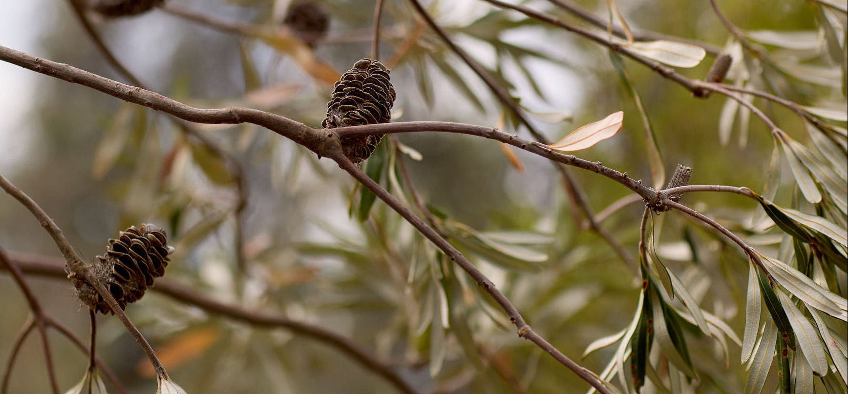 Banksia Pods on a branch in a  blurred Australian natural background
