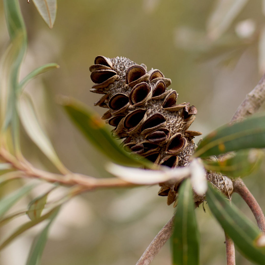 Close-up of an Australian Banksia cone on a branch with green leaves.