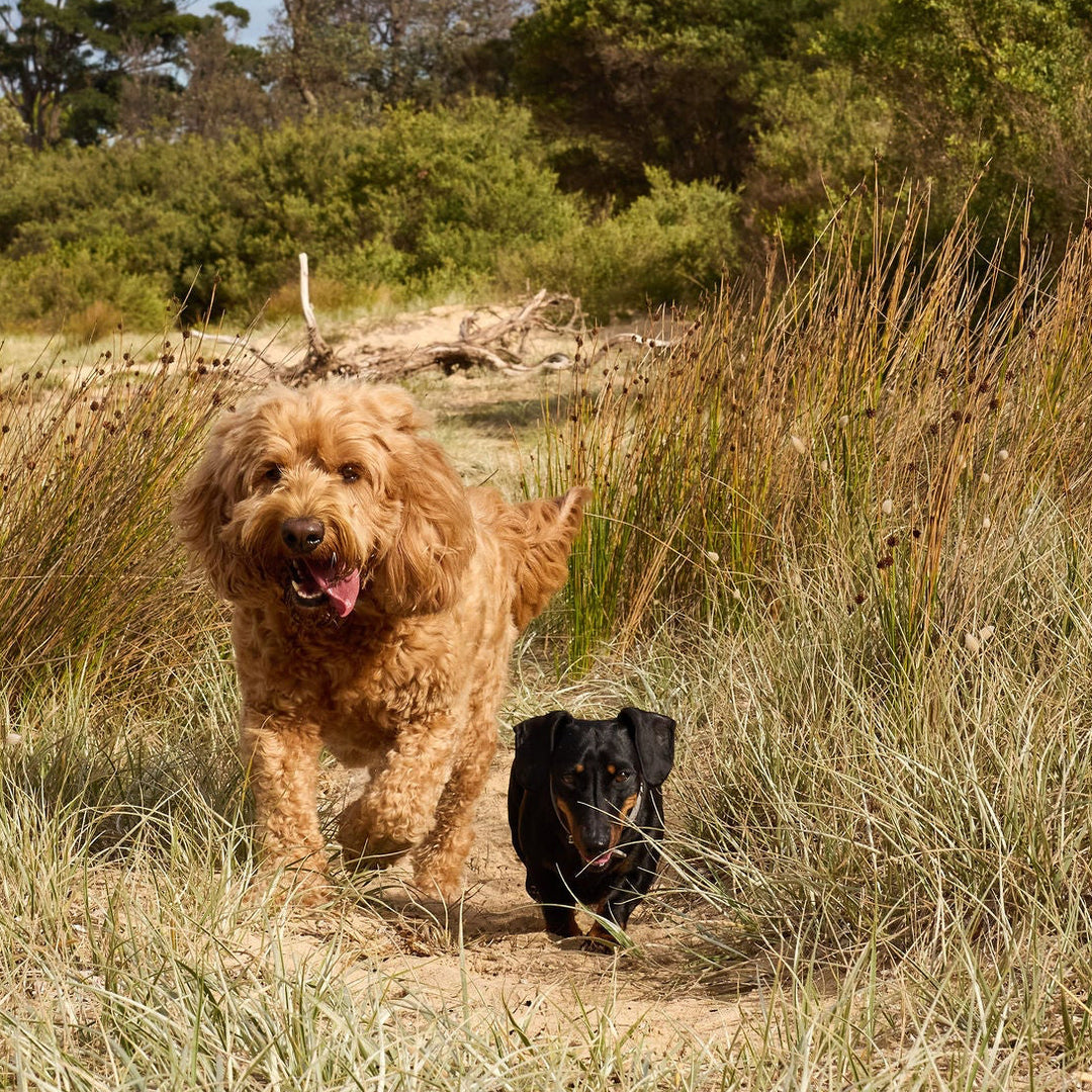 Two dogs running through tall grass near a body of water with trees in the background.