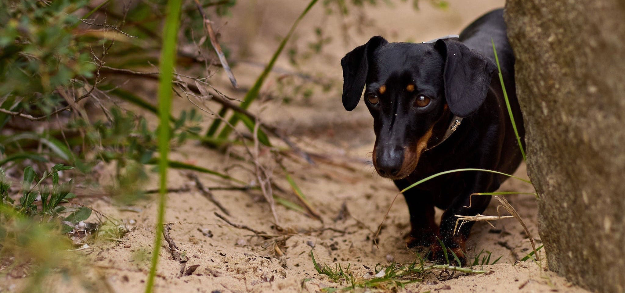 Black dog on a leash walking through a natural setting with greenery and a stone.