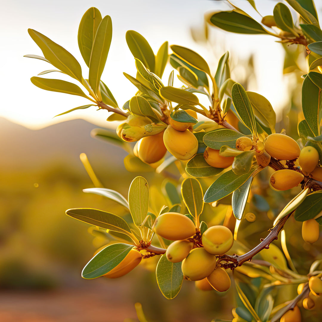 Branch of a tree with jojoba fruit and green leaves against a blurred natural background