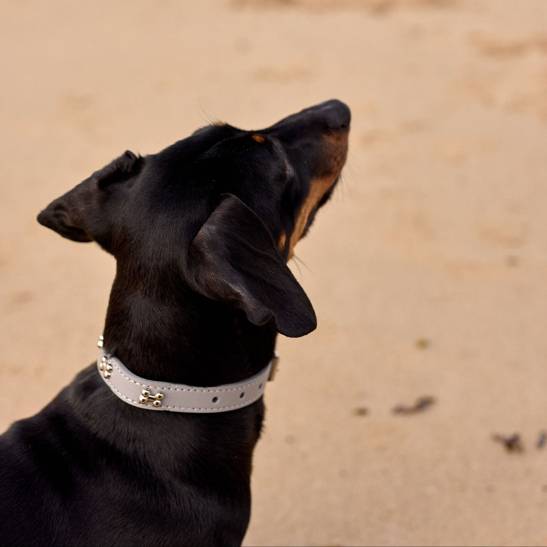 banksia paws natural ingredients dog grooming